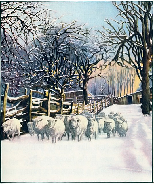 Flock of sheep in the winter snow